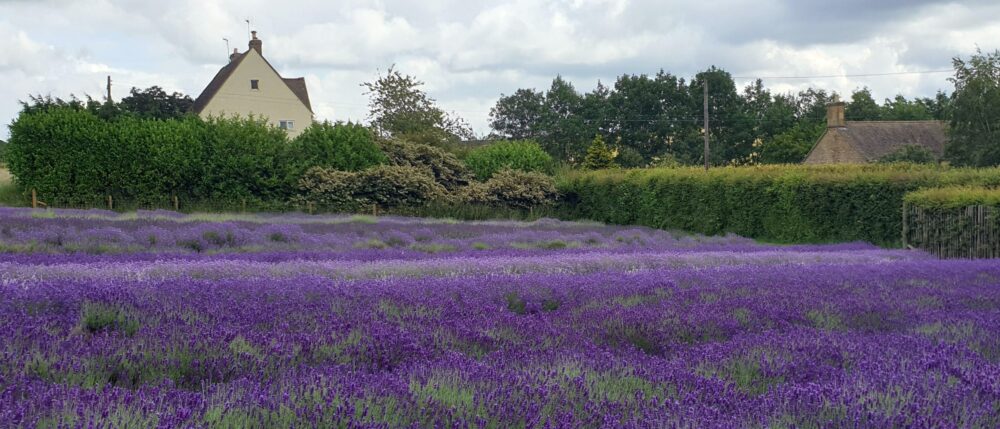 ラベンダー畑の風景