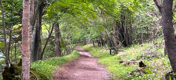 日光の遊歩道